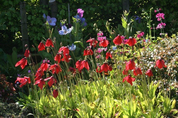 Все краски выставки цветов «Chelsea Flower Show 2013»