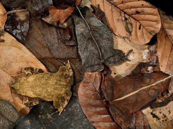 Vivid examples of camouflage animals