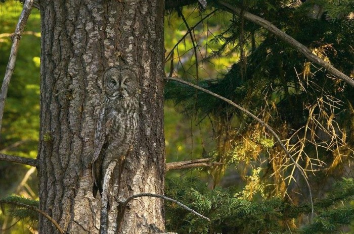 Vivid examples of animal camouflage