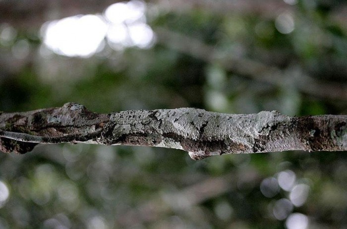 Vivid examples of camouflage animals