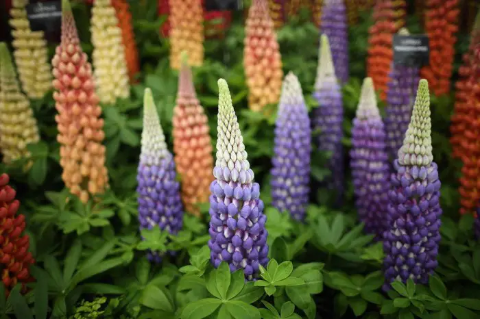 Все краски выставки цветов «Chelsea Flower Show 2013»