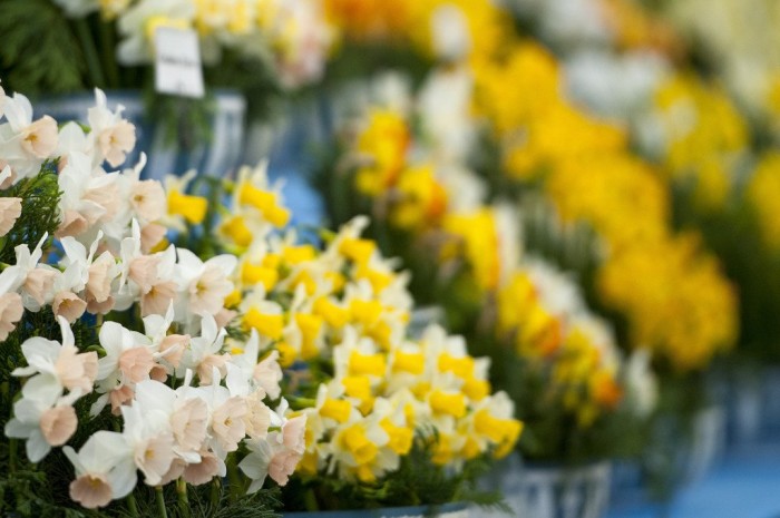 Все краски выставки цветов «Chelsea Flower Show 2013»