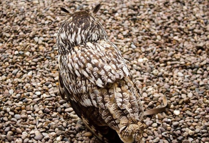 Vivid examples of camouflage animals