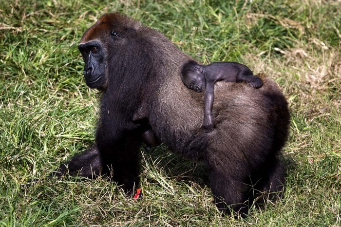 Mummies and their cubs on Mother's Day