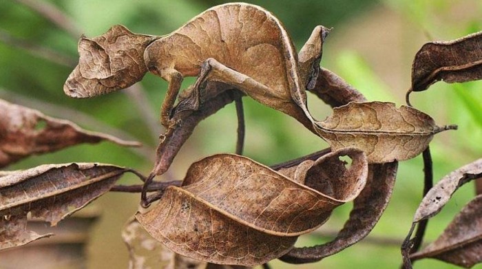 Vivid examples of camouflage animals