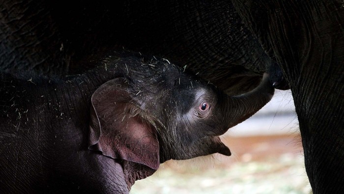 Mommies and their cubs on Mother's Day