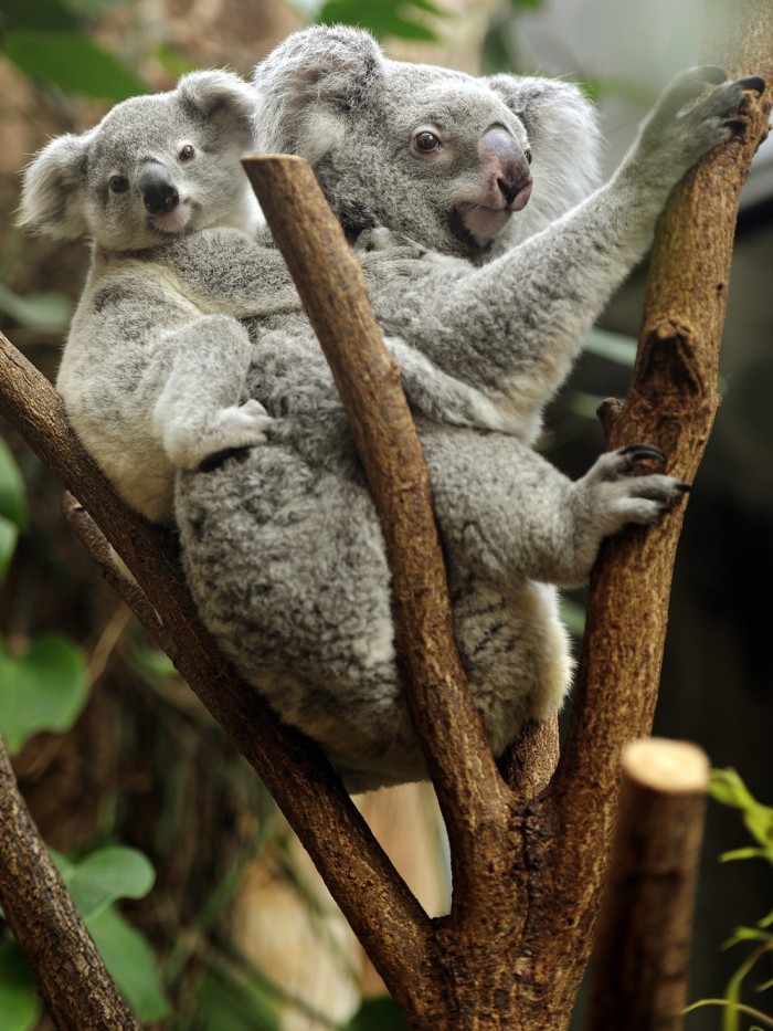 Mummies and their cubs on Mother's Day