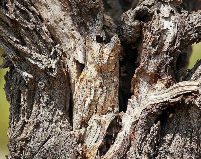 Vivid examples of camouflage animals