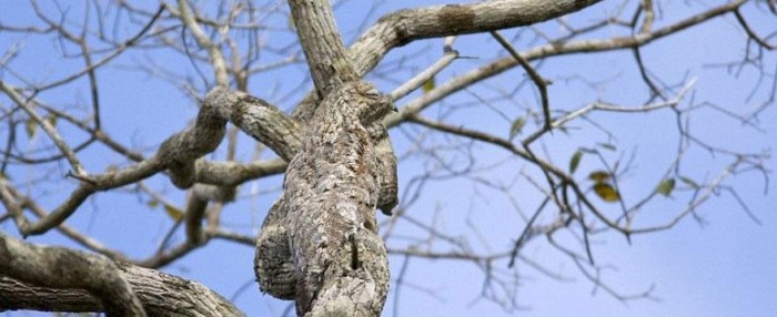 Vivid examples of camouflage animals