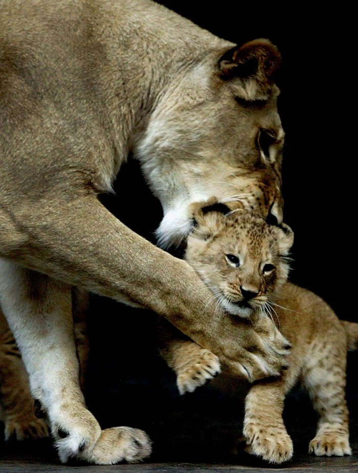 Mummies and their cubs on Mother's Day