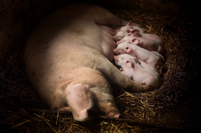 Mommies and their cubs on Mother's Day