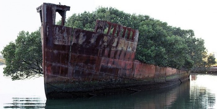 102-year-old abandoned ship with a floating forest