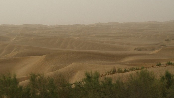 Зеленая кайма самого длинного в мире шоссе через пустыню