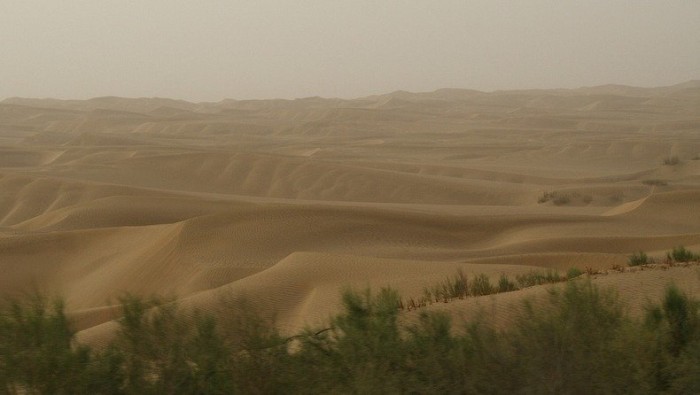 The green border of the world's longest highway through the desert