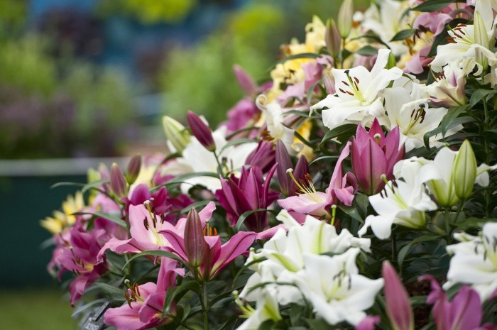 Всі фарби виставки квітів & laquo; Chelsea Flower Show 2013 & raquo;