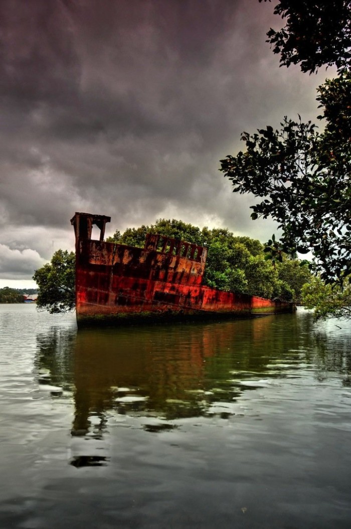 102-year-old abandoned ship with a floating forest