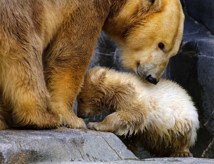 Mommies and their cubs on Mother's Day