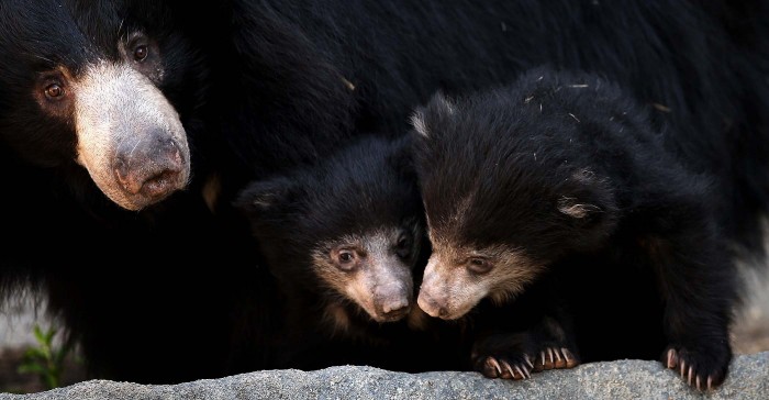 Mommies and their cubs on Mother's Day