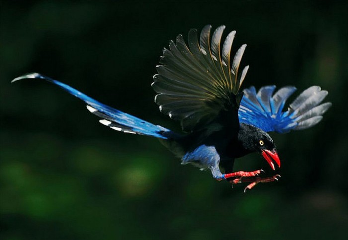 Tolstoklyuvaya azure magpie