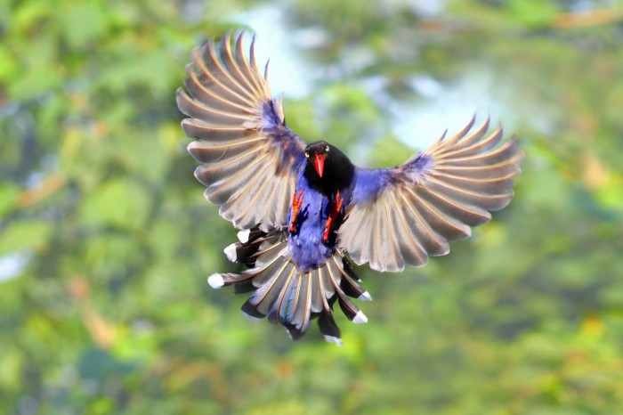 Tolstoklyuvaya azure magpie