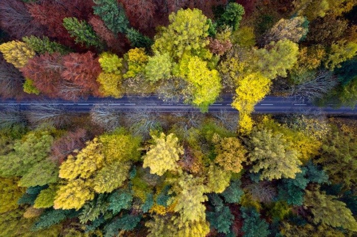 Польські ліси восени в фотографіях Каспера Ковальські (Kacper Kowalski)