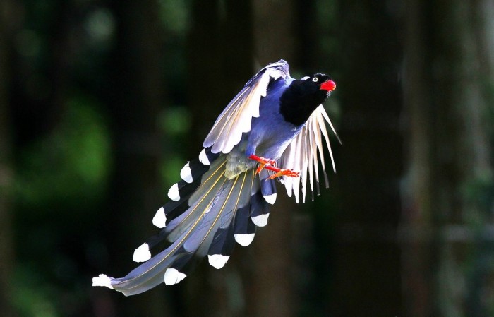 Tolstoklyuvaya azure magpie