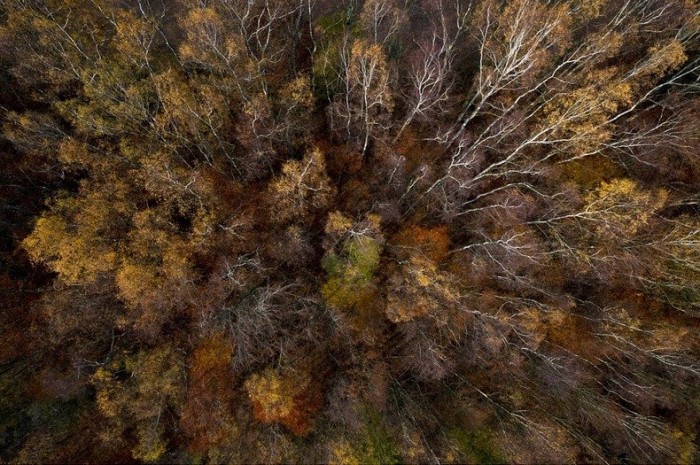Polish forests in the autumn in the photos of Kasper Kowalski (Kacper Kowalski)