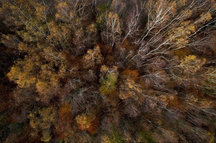 Польські ліси восени в фотографіях Каспера Ковальські (Kacper Kowalski)