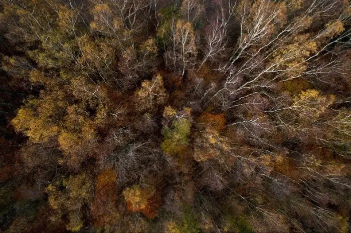 Польские леса осенью в фотографиях Каспера Ковальски (Kacper Kowalski)