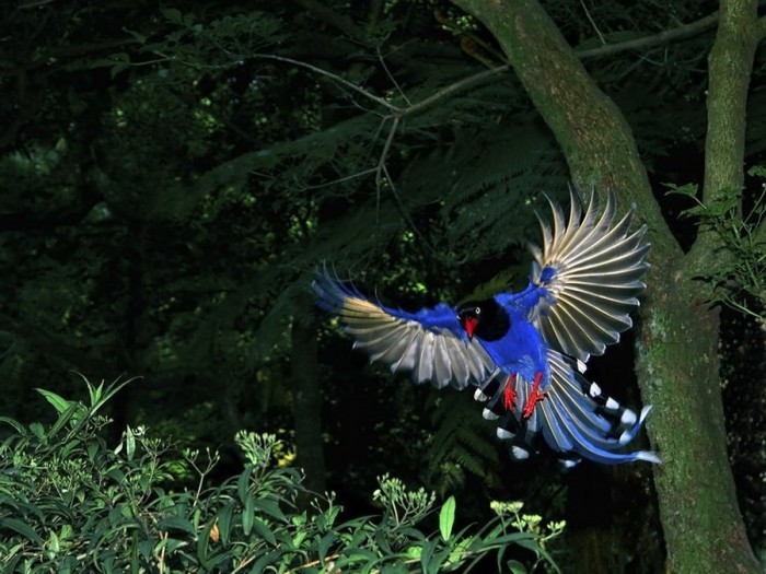 Tolstoklyuvaya azure magpie