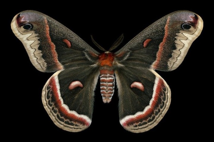 Экзотические бабочки в фотографиях Джима де Ривьера (Jim des Rivieres)