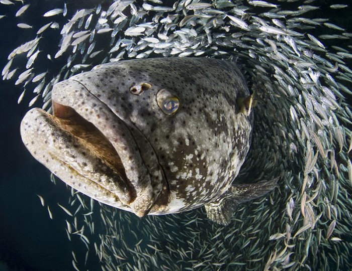 Кращі роботи конкурсу підводної фотографії & laquo; RSMAS Underwater Photography 2013 & raquo;