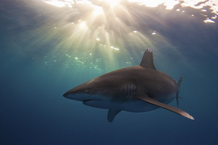 Лучшие работы конкурса подводной фотографии «RSMAS Underwater Photography 2013»