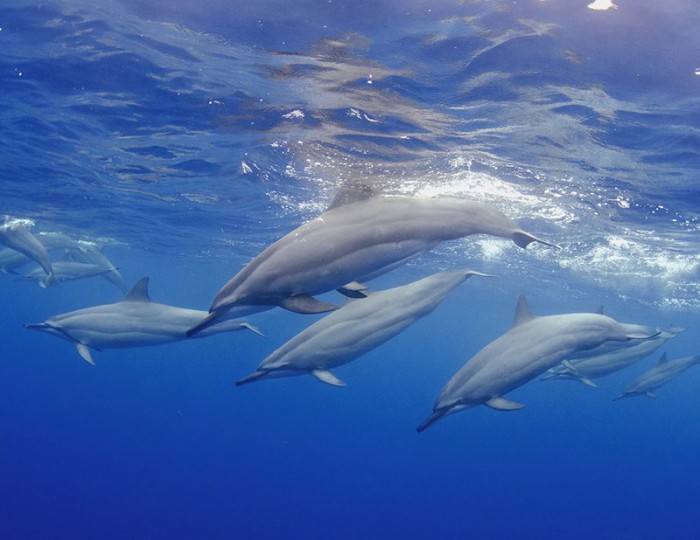 Лучшие работы конкурса подводной фотографии «RSMAS Underwater Photography 2013»