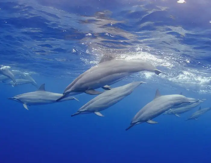 Лучшие работы конкурса подводной фотографии «RSMAS Underwater Photography 2013»