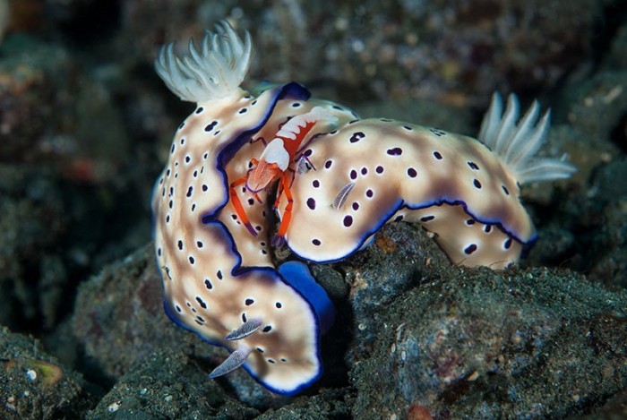 Кращі роботи конкурсу підводної фотографії & laquo; RSMAS Underwater Photography 2013 & raquo;