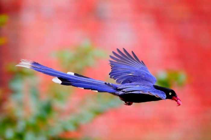 Tolstoklyuvaya azure magpie