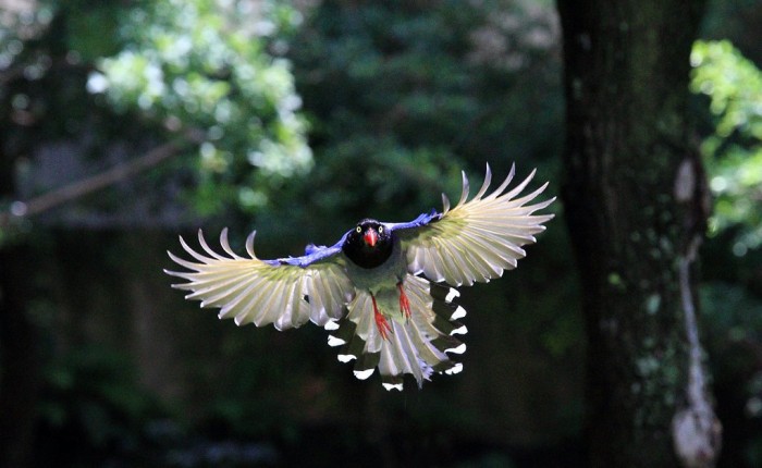 Tolstoklyuvaya azure magpie