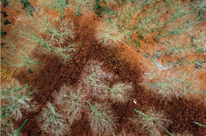 Польские леса осенью в фотографиях Каспера Ковальски (Kacper Kowalski)