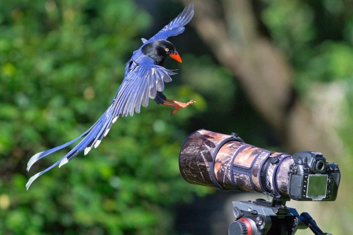 Tolstoklyuvaya azure magpie