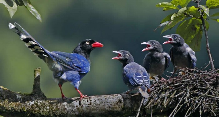 Tolstoklyuvaya azure magpie