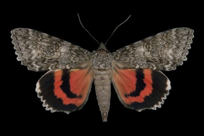 Екзотичні метелики в фотографіях Джима де Рів'єра (Jim des Rivieres)