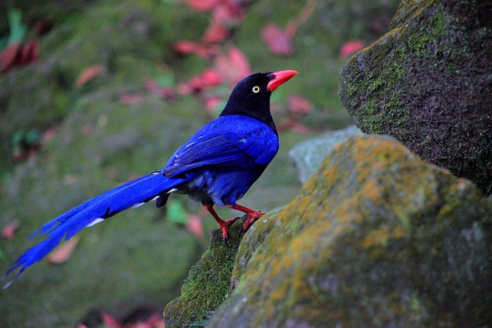 Tolstoklyuvaya azure magpie