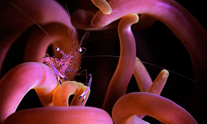 Лучшие работы конкурса подводной фотографии «RSMAS Underwater Photography 2013»