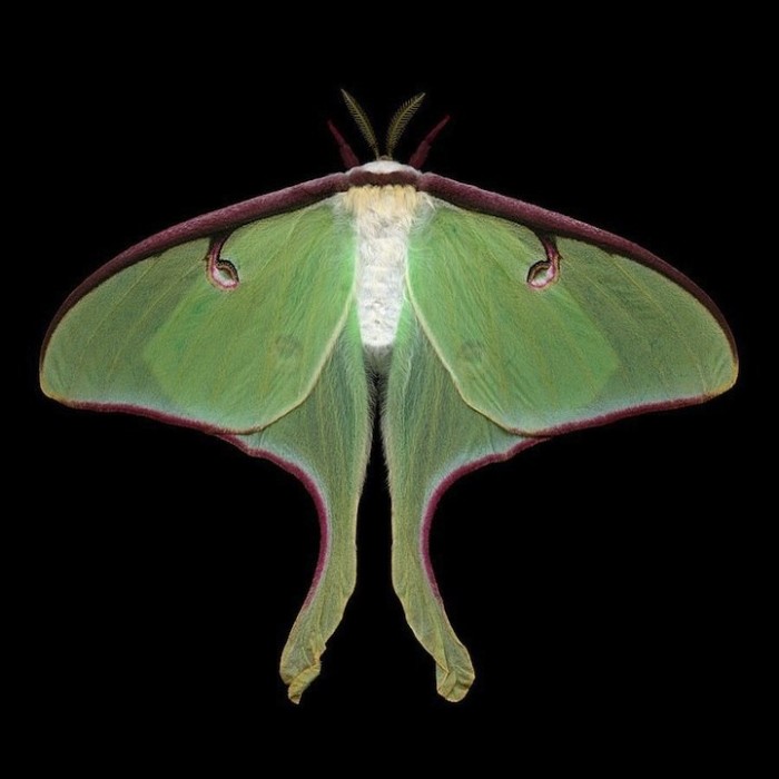 Экзотические бабочки в фотографиях Джима де Ривьера (Jim des Rivieres)