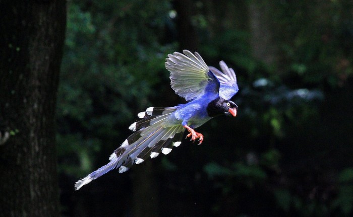 Tolstoklyuvaya azure magpie