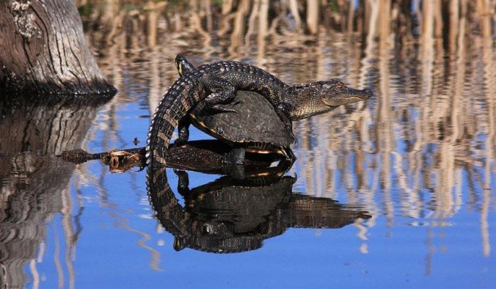 Останні конкурсні роботи & laquo; National Geographic Traveler Photo 2013 & raquo;