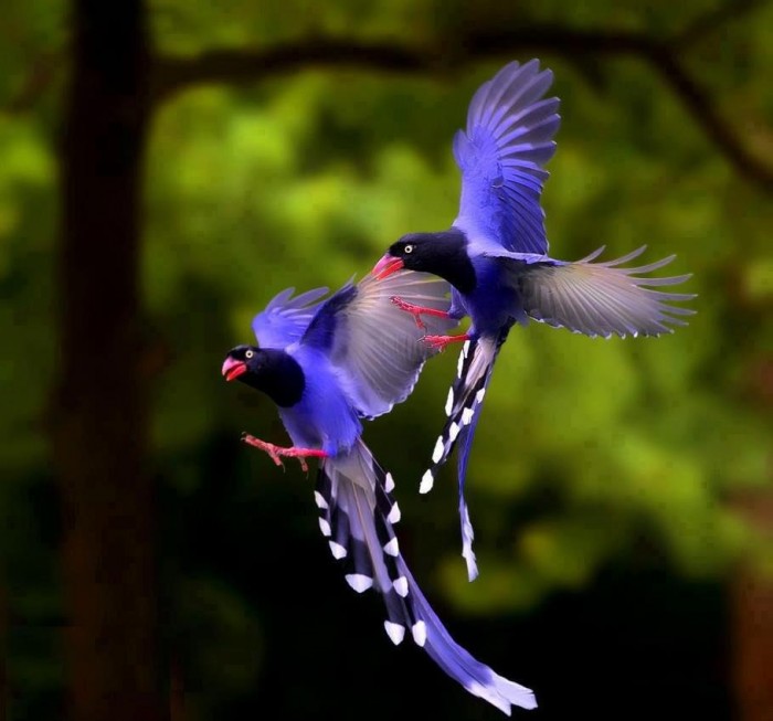 Tolstoklyuvaya azure magpie