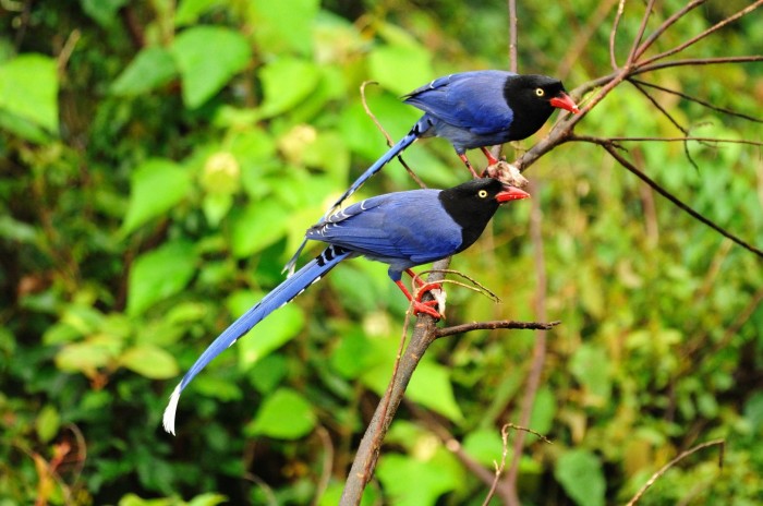 Tolstoklyuvaya azure magpie