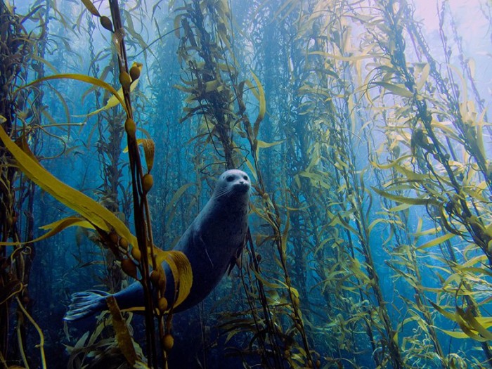 Кращі роботи конкурсу підводної фотографії & laquo; RSMAS Underwater Photography 2013 & raquo;